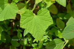 Cucumis sativus f. hardwickii